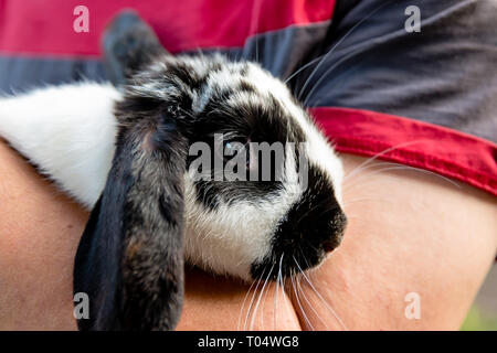 A black and white lop eared domestic bunny rabbit pet held in a man's arms Stock Photo