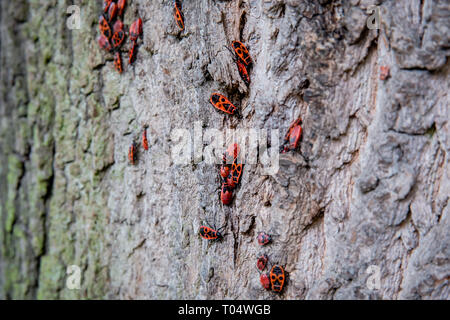Red and black insects, European Firebugs, both nymphs and adults, on tree trunk bark in Europe Stock Photo