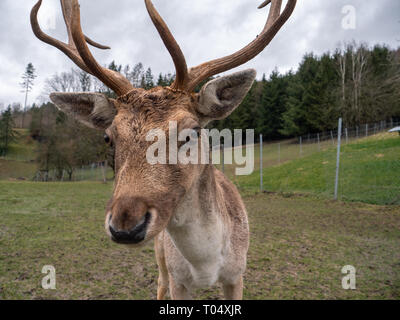A Fallow Deer Buck with Antlers in the Enclosure at a Farm or Breeder Stock Photo