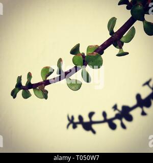 Green leaves of plant in a flower pot, casting shadow on white wall. Stock Photo