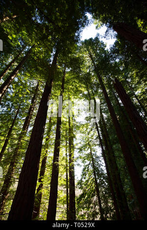 Protected Natural Space. Sequoya (Sequoia sempervirens). Natural Monument of Sequoia trees at Monte Cabezon. Cabezon de la Sal, Cantabria. Spain, Euro Stock Photo