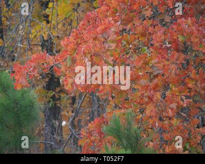 Burst of autumn colors in the forest during autumn Talimena scenic drive, Oklahoma Stock Photo