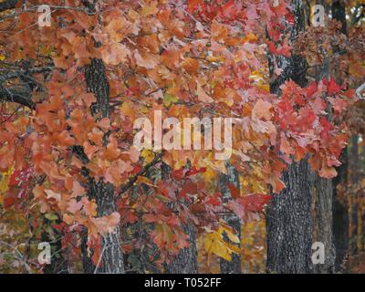 Trees covered with colorful leaves in the forest during autumn Talimena scenic drive, Oklahoma Stock Photo
