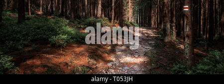 Hiking Trail Sign Mark Painted On A Tree Path Leading Trough The