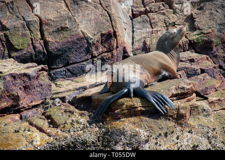 A sea lion with a massive injury following a shark attack in Baja