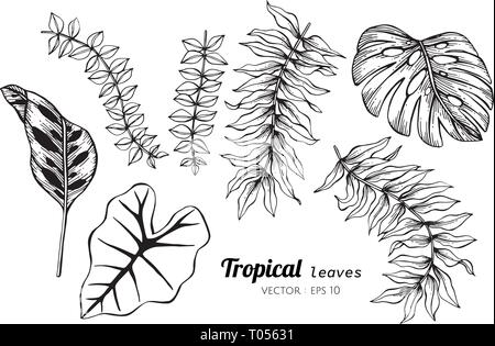 Collection set of Tropical leaves drawing illustration. for pattern, logo, template, banner, posters, invitation and greeting card design. Stock Vector