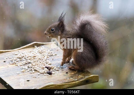 Red squirrel - Sciurus vulgaris - black-red colouring, or black morph - Scotland, UK Stock Photo