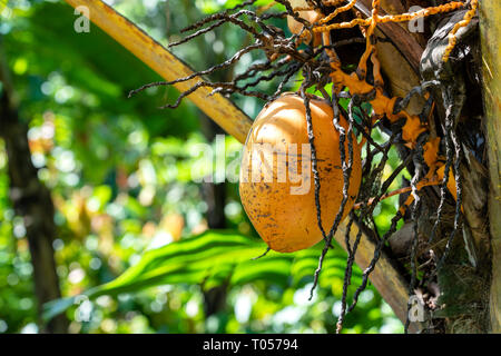 Yellow fresh young coconut on green palm tree in island Bali, Indonesia, close up Stock Photo