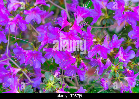 Vivid, bright red Azalea flower clusters on a bush at Central Park ...