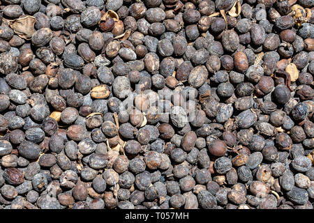 Luwak coffee, unclean coffee beans, close up. Kopi luwak is coffee that includes part-digested coffee cherries eaten and defecated by the Asian palm c Stock Photo