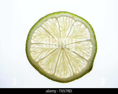 The Transclucent, Vibrant and Colorful Wheel of a Fresh Juicy Key Lime Shining Through with Backlighting Isolated on White Background Stock Photo