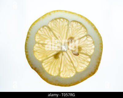 The Transclucent, Vibrant and Colorful Wheel of a Fresh Juicy Lemon Shining Through with Backlighting Isolated on White Background Stock Photo