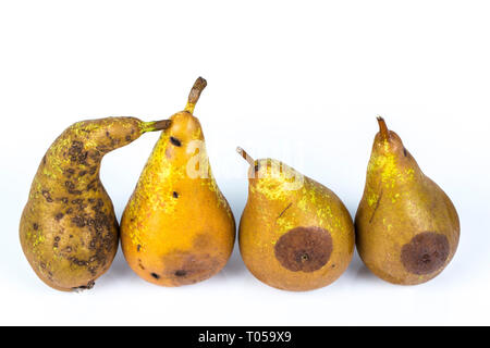 Four Worm pears Maggot Larva Eating Apple damaged on White Background Stock Photo