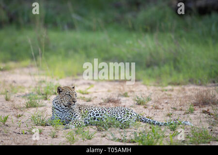 A young female leopard rests on the sand in a river bed in the Greater Kruger area, South Africa.  Stunning green background and beautiful coat Stock Photo