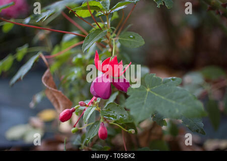 Image of beautiful fuchsia magellanica flower, hummingbird, hanging flowers in the garden Stock Photo
