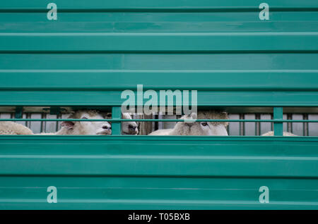 Sheep, Ovis aries, to be sheared in truck, Waitomo, North Island, New Zealand Stock Photo