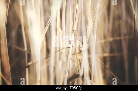 sweet ladybird on an ear of wheat Stock Photo