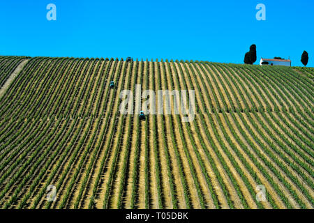 Mechanized fieldwork with tractor in Vineyard with vertical vine rows, Vinha ao alto technique, Sao Joao de Pesqueira, Douro Valley, Portugal Stock Photo