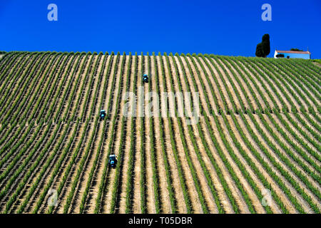 Mechanized fieldwork with tractor in Vineyard with vertical vine rows, Vinha ao alto technique, Sao Joao de Pesqueira, Douro Valley, Portugal Stock Photo