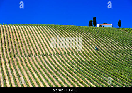 Mechanized fieldwork with tractor in Vineyard with vertical vine rows, Vinha ao alto technique, Sao Joao de Pesqueira, Douro Valley, Portugal Stock Photo