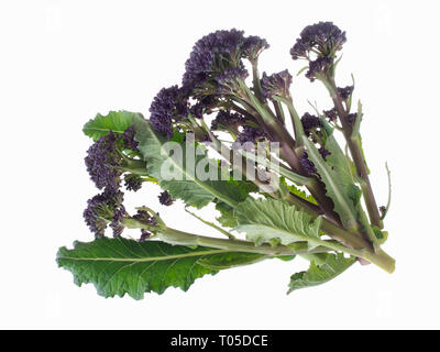 Early purple sprouting broccoli spring vegetable, isolated on white. Overhead view. Stock Photo