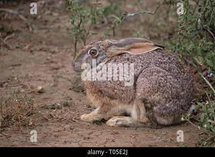 Lateral view of Cape hare Lepus capensis  in South Africa Stock Photo