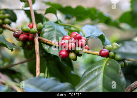 Close up Coffee bean,Arabicas Coffee Tree Stock Photo