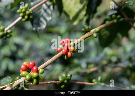 Close up Coffee bean,Arabicas Coffee Tree Stock Photo