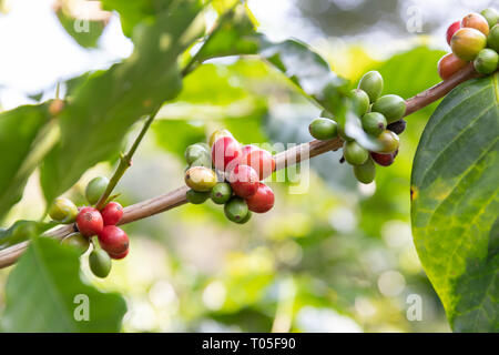 Close up Coffee bean,Arabicas Coffee Tree Stock Photo