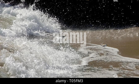 Tiny sandpiper trying to get away from the giant wave crashing in. Stock Photo