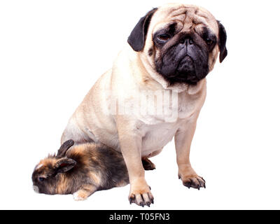 Very sad pug and rabbit isolated on a white background Stock Photo