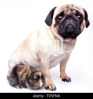 Very sad pug and rabbit isolated on a white background Stock Photo