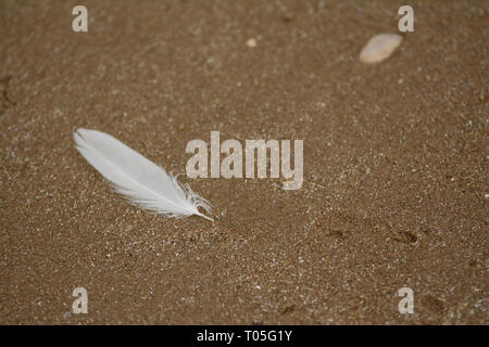 A white feather lying on a sandy beach Stock Photo