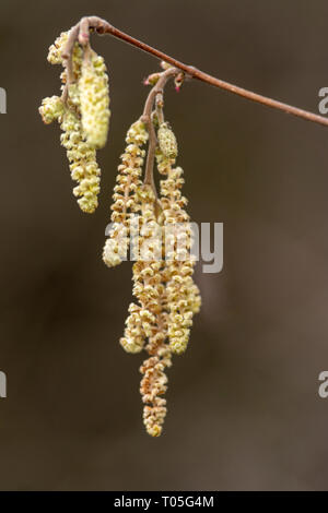 A detailed macro close up shot of catkin seed pods against a dark background Stock Photo