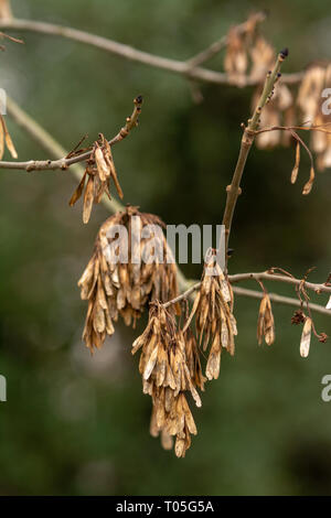 Winter brown seed pods hanging from a tree Stock Photo