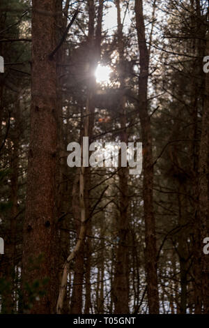 pine forest with sun setting Stock Photo