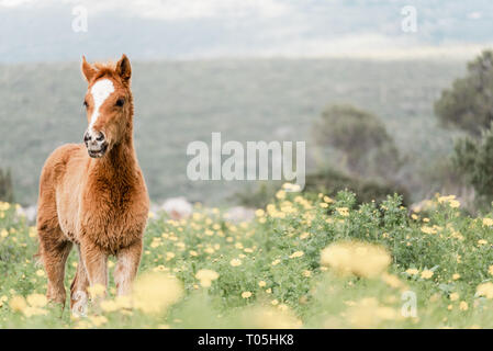 young foal standing in a blooming field of yellow wild flowers Stock Photo