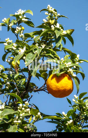 Valencia Orange Tree Blossoms White Flowers Fruit Hanging on Branch Orange Blossoming Branches Blooming Against Blue Sky Region Valencia Spain Europe Stock Photo