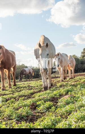 horses walking forward in a green meadow with blue sky Stock Photo
