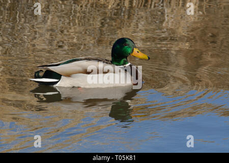 Mallard duck drake swimming in lake with golden reflections from dry winter grass Stock Photo