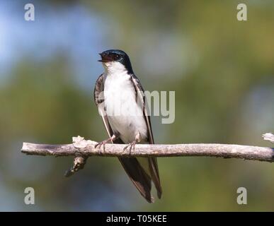 Tree swallow (Tachycineta bicolor) sings while perched on a branch at Conboy Lake National Wildlife Refuge, Washington Stock Photo