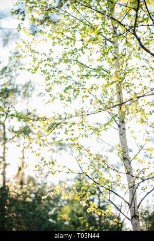 Young birch grows in the forest in spring among other trees on a sunny day. Spring time. Stock Photo