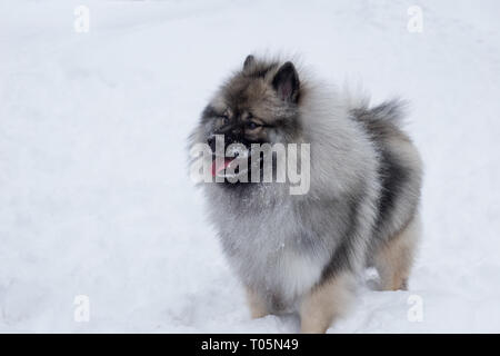 Deutscher wolfspitz is standing on the white snow. Keeshond or german spitz. Pet animals. Purebred dog. Stock Photo