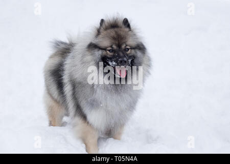 Deutscher wolfspitz is standing on the white snow. Keeshond or german spitz. Purebred dog. Pet animals. Stock Photo
