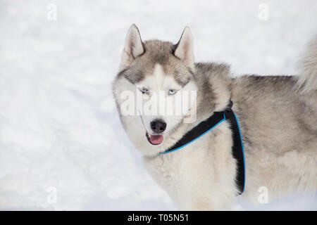 Cute siberian husky is standing on the white snow. Pet animals. Purebred dog. Stock Photo