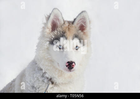 Cute siberian husky puppy is sitting on the white snow. Three month old. Pet animals. Purebred dog. Stock Photo