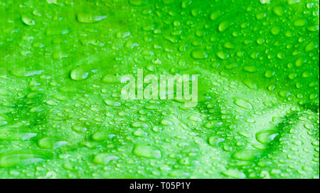 Large drops of water on textiles with a waterproof effect Stock Photo