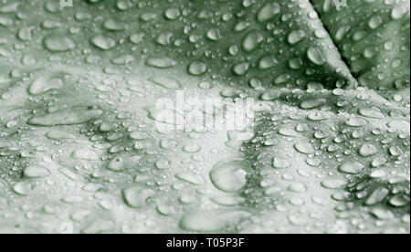 Large drops of water on textiles with a waterproof effect Stock Photo