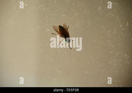 single common house fly sitting on the ground Stock Photo