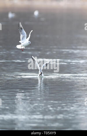 Taiyuan, China's Shanxi Province. 17th Mar, 2019. Water birds are seen foraging at the Taiyuan Fenhe Wetland Park in Taiyuan City, north China's Shanxi Province, March 17, 2019. Credit: Yang Chenguang/Xinhua/Alamy Live News Stock Photo